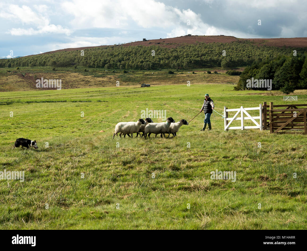 Longshaw schaf Hund Studien Derbyshire Peak District Stockfoto