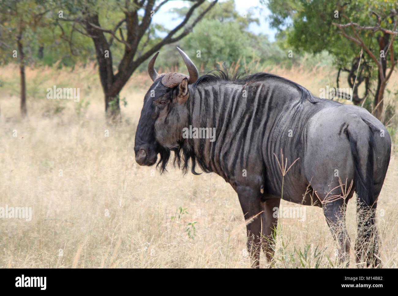 Ein streifengnu (connochaetes Taurinus) stehen in der Savanne, zebula Game Reserve, in der Nähe der Lodge Zebula, Bela-Bela (Warmbaths), Waterberg, Limpopo Prov Stockfoto