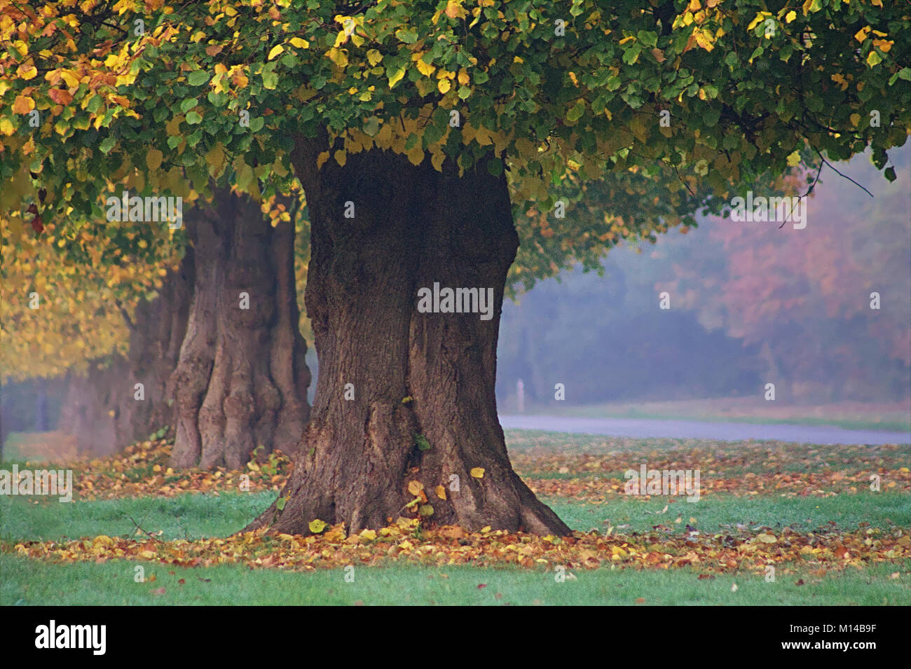 Bäume im Herbst an einem nebligen Tag Stockfoto