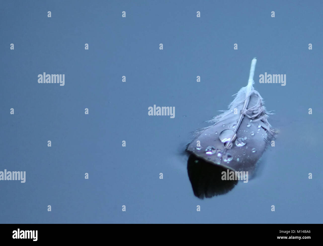 Feder auf dem Wasser schwimmt Stockfoto