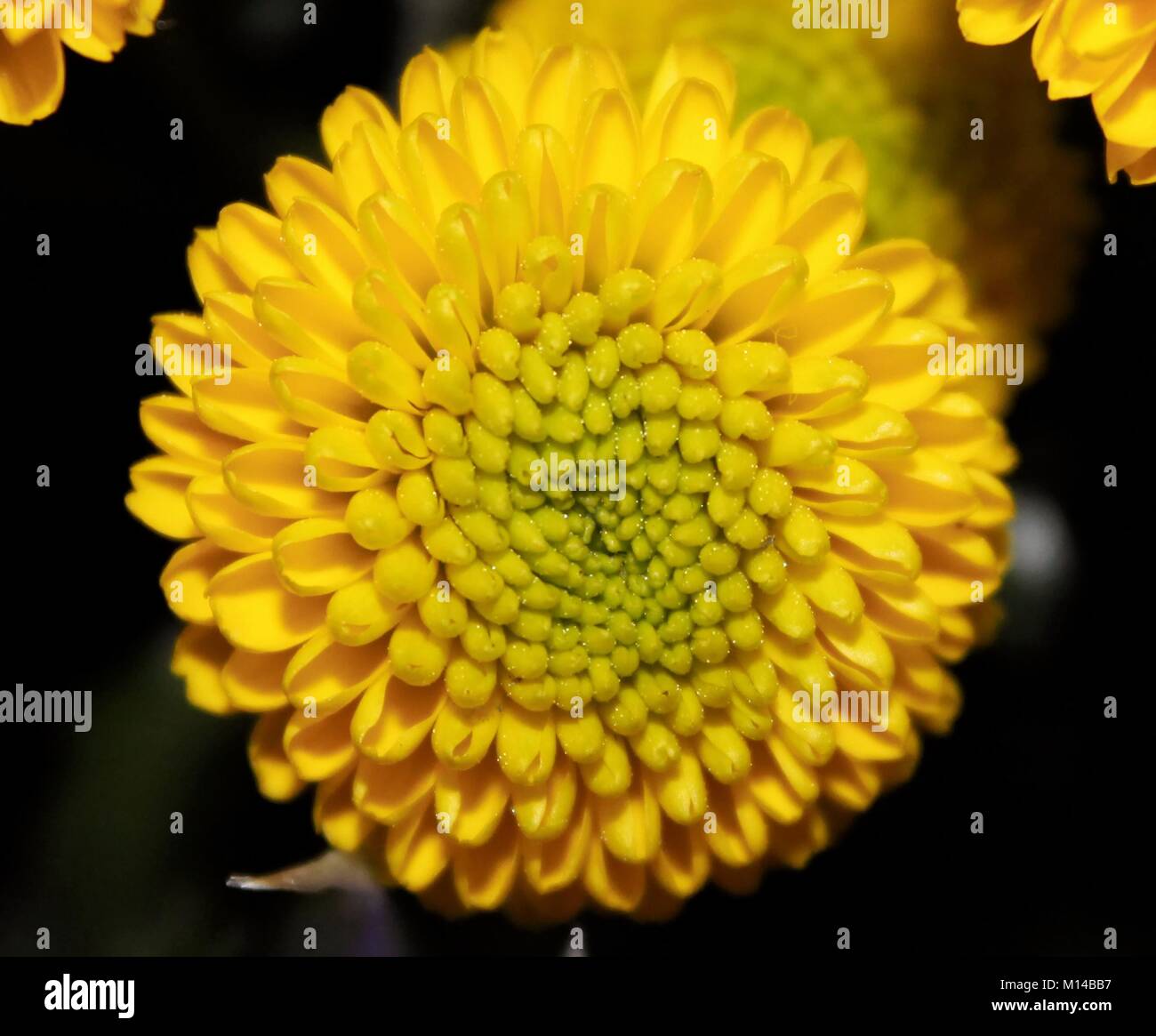 Makroaufnahme der Gelbe Blume Stockfoto