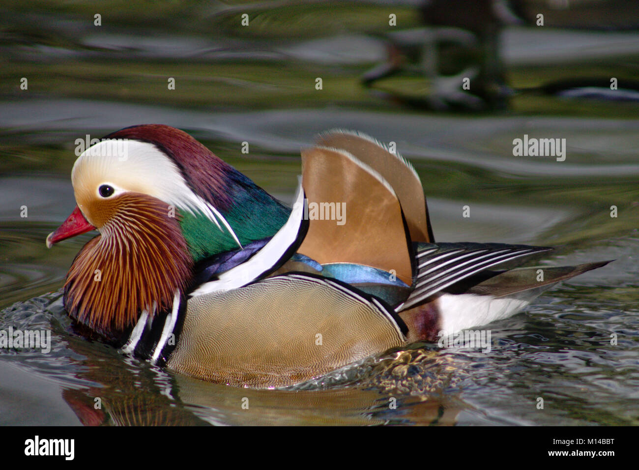 Hände nähen mit der Nähmaschine Stockfoto