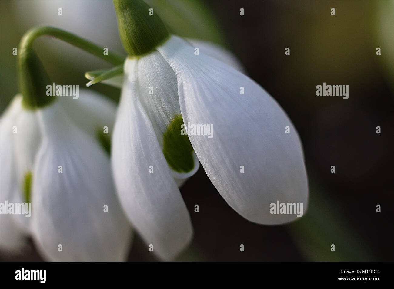 Bräute Ankleidezimmer Stockfoto