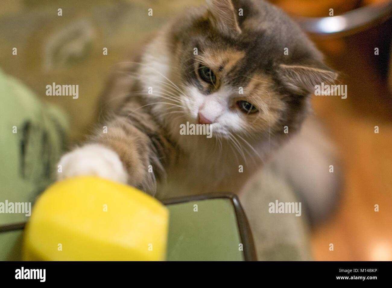 Funny Cat Spielt In Der Kche Mit Kartoffeln Lustig Ktzchen