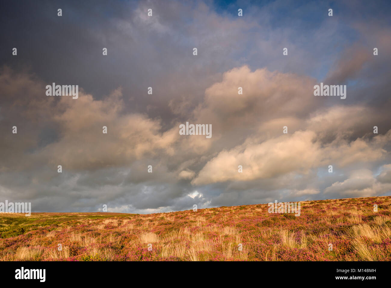 Cumulus Wolke über der Quantock Hills Heide im Spätsommer. Somerset, England. Stockfoto