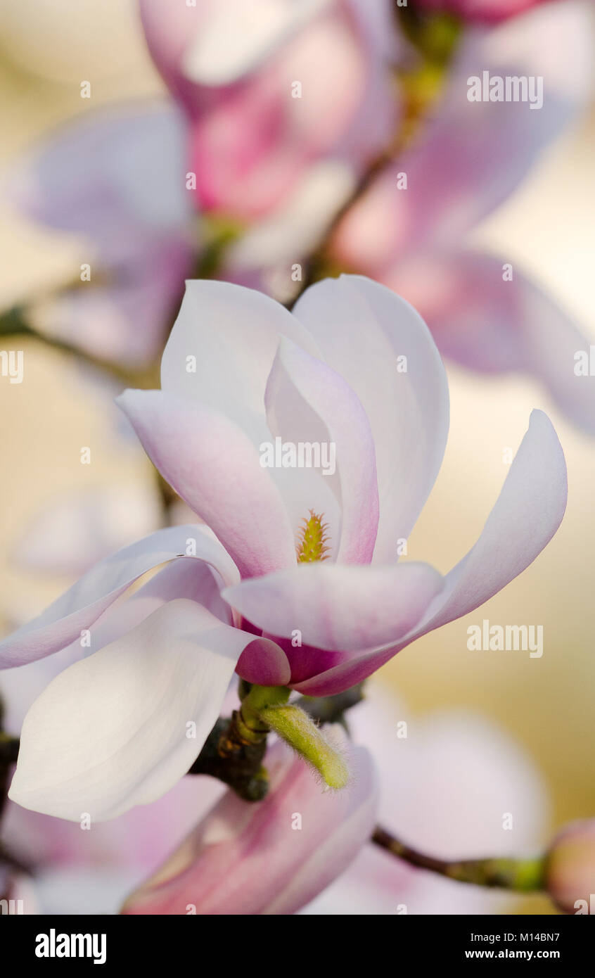 Magnolia sprengeri 'Diva Köln' - Magnolie Stockfoto