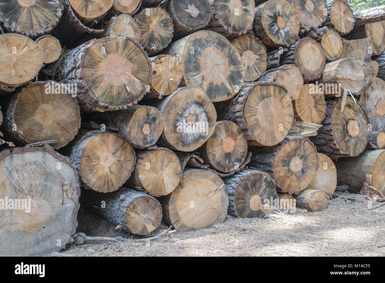 Isoliert und close-up Stapel schneiden Logs, mit Holz Muster Stockfoto