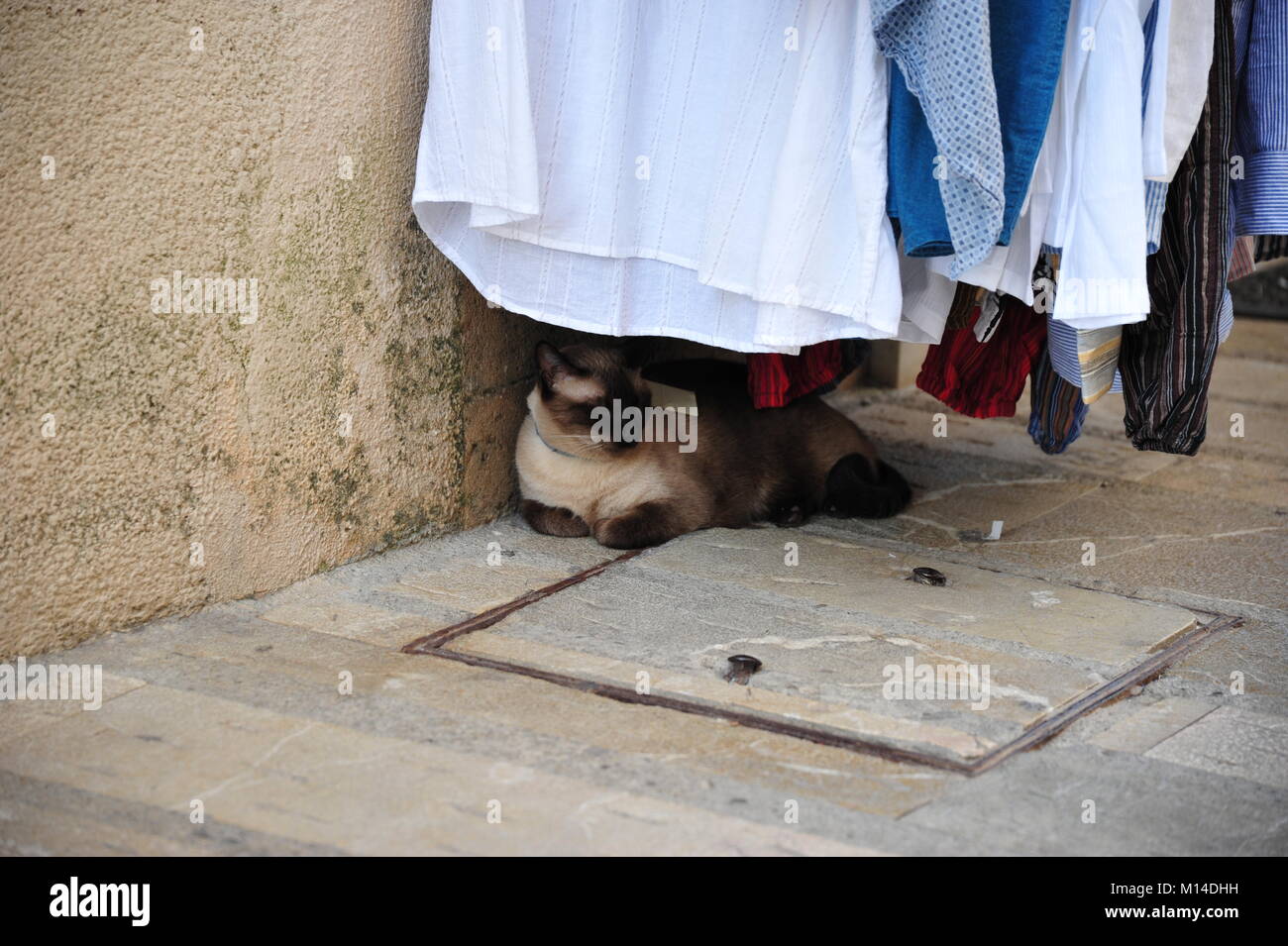 Entspannende cat wth Preis Tag versteckt sich unter Wäscheständer Stockfoto