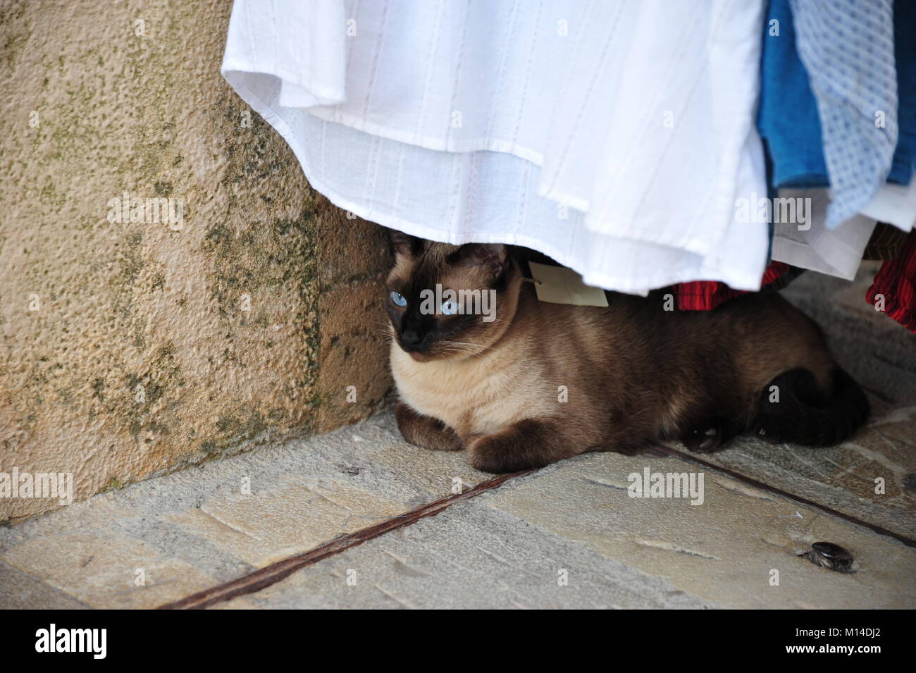 Entspannende cat wth Preis Tag versteckt sich unter Wäscheständer Stockfoto