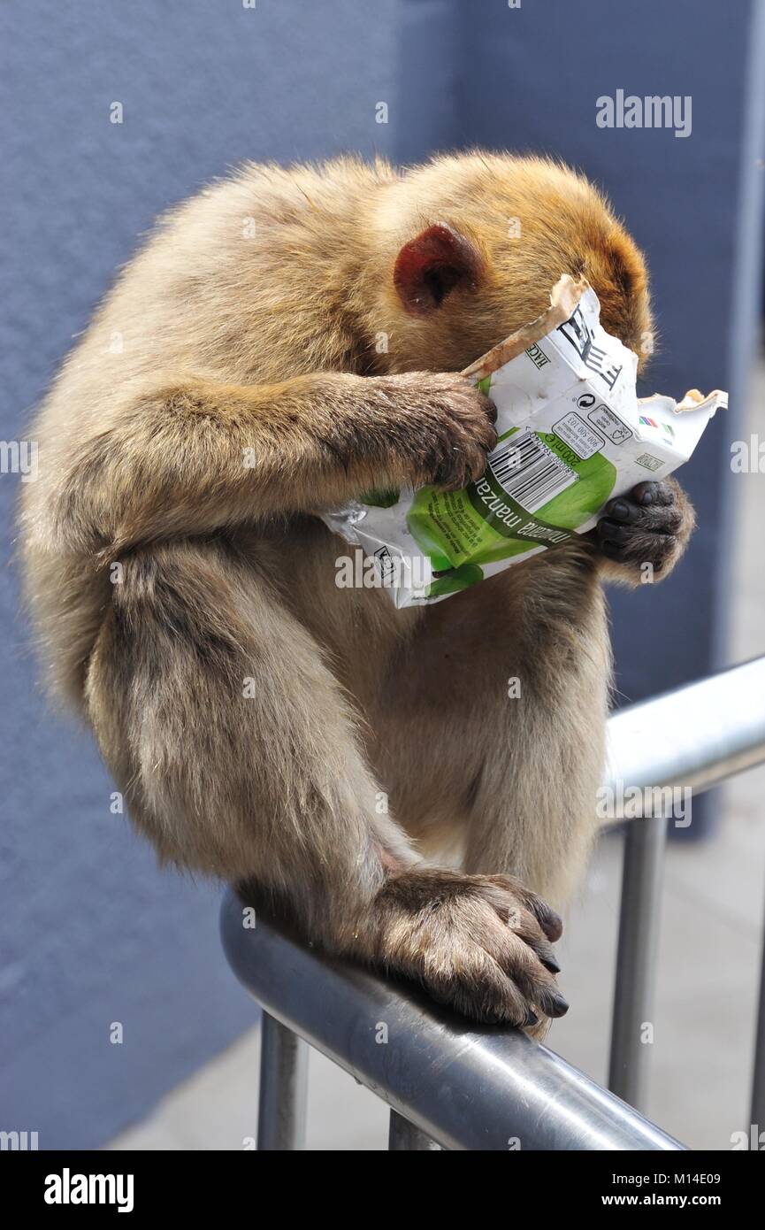 Macaque Dieb genießt stoolen waren und weiß mit ihm weg zu erhalten Stockfoto