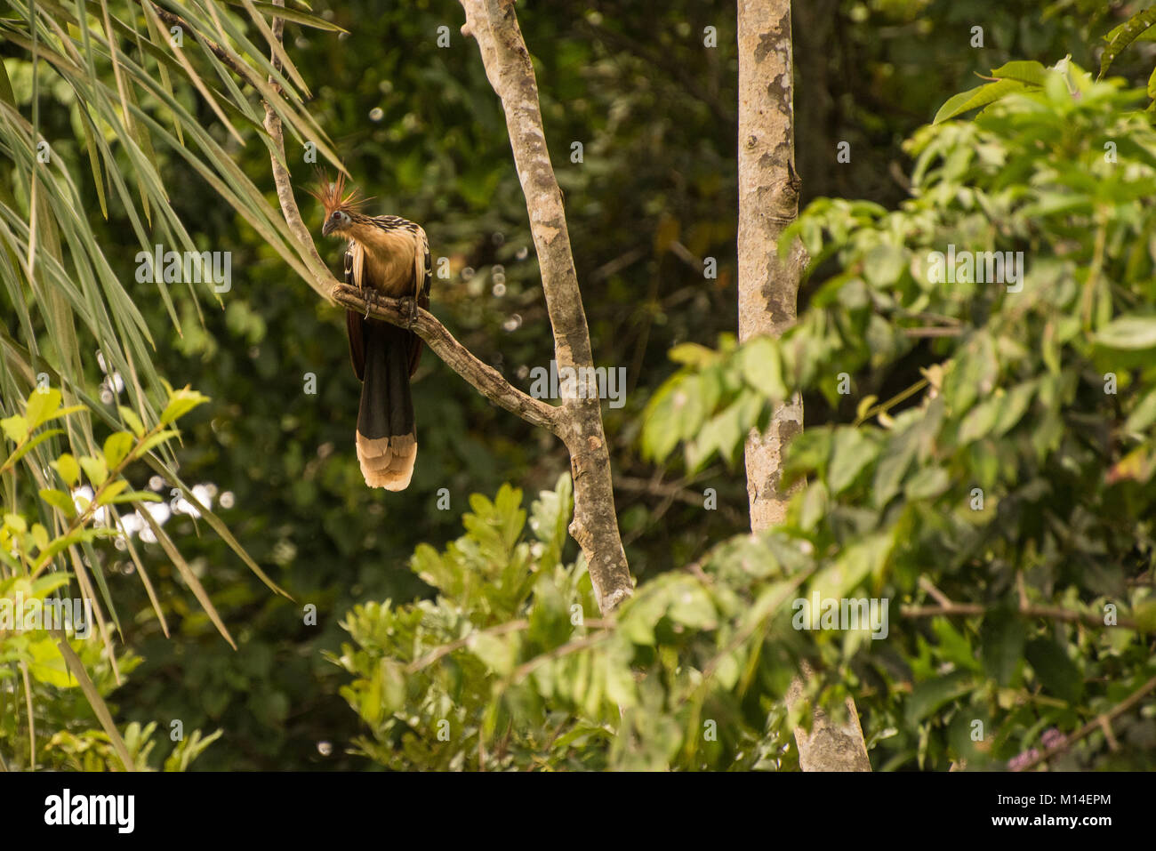 Der Hoatzin ist eine der seltsamsten und einzigartige Vögel der Neotropis. Es hat eine fast prähistorischen Aussehen und produziert ein komischer Geruch. Stockfoto