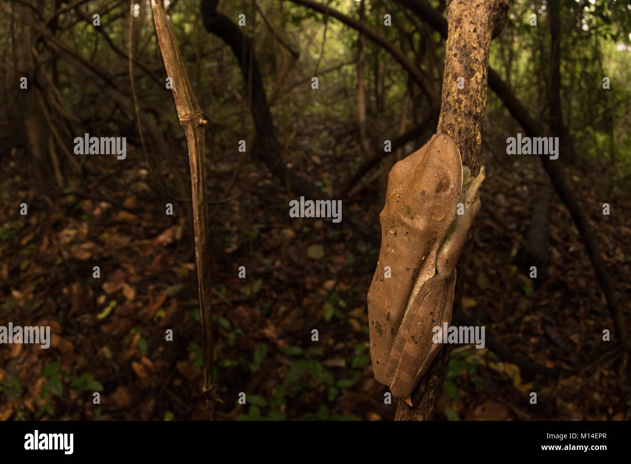 Ein großer Laubfrosch (Hypsiboas boans) vom Amazonas Dschungel, so bleibt es während des Tages versteckt. In der Nähe der Reben auf Sitzstangen versteckt. Stockfoto