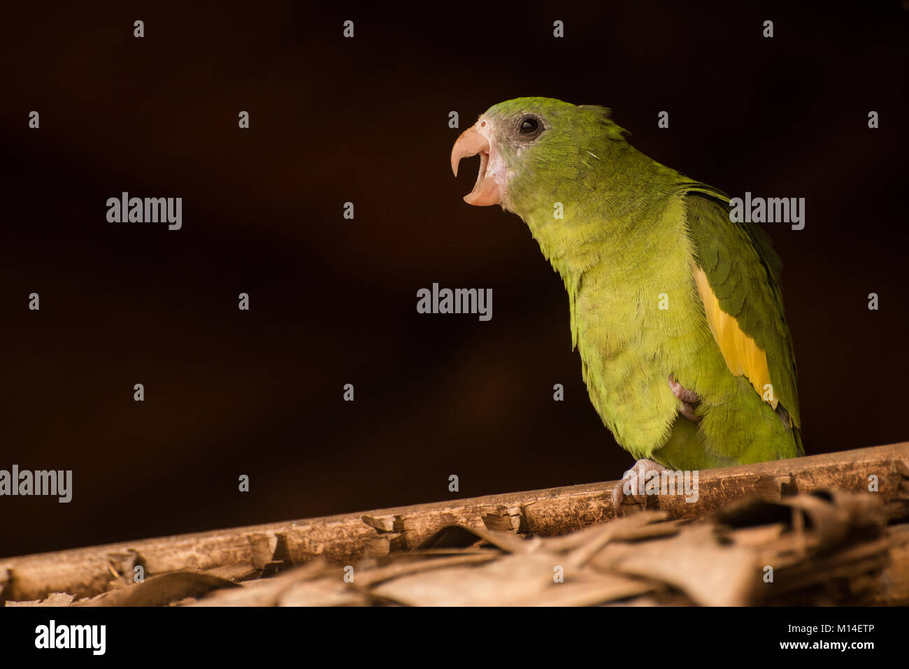 Ein Haustier white winged parakeet aus Kolumbien. Stockfoto