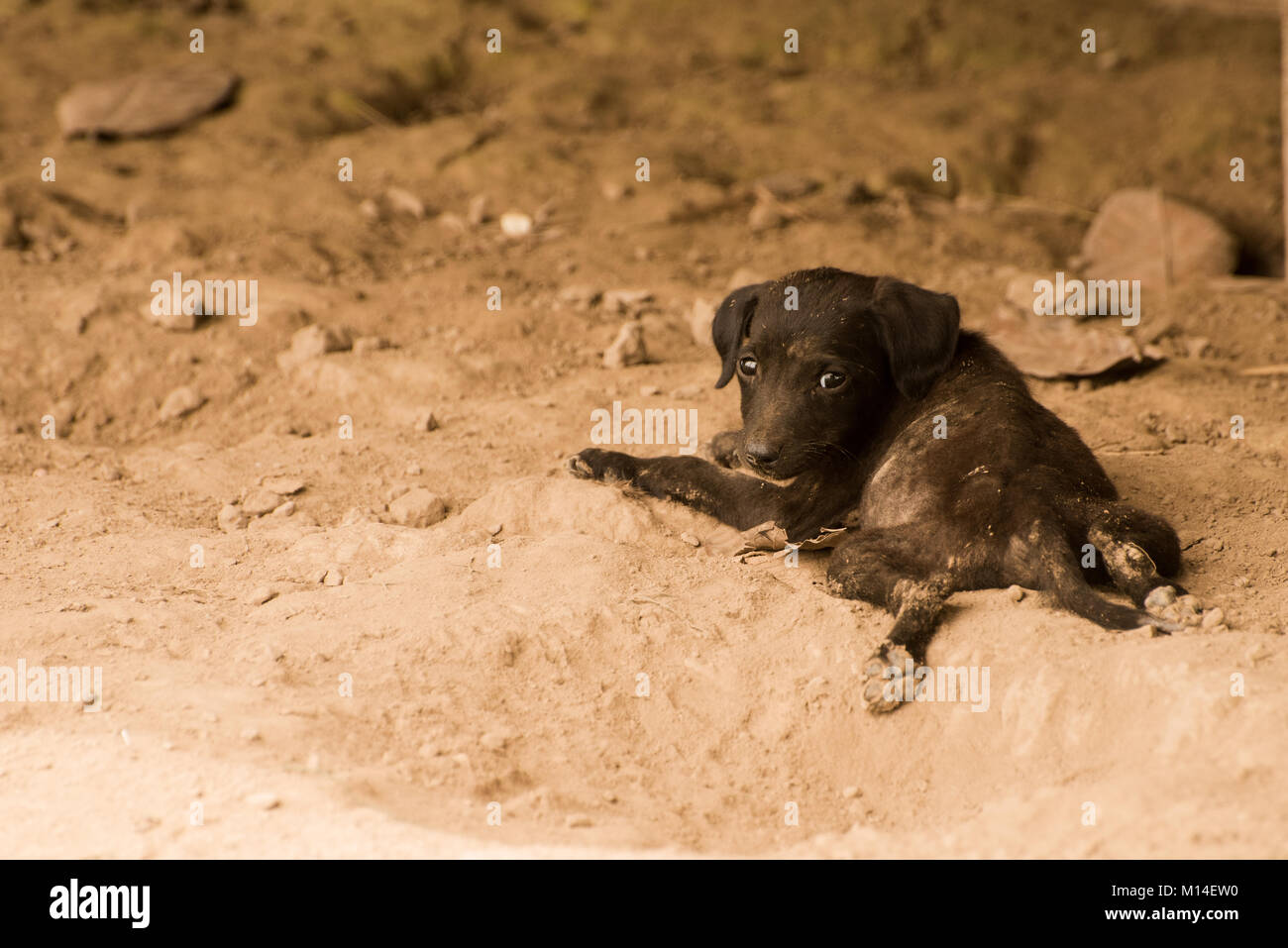 Ein winziger Welpe Verlegung in den Schmutz in einem Amazonas Dorf in Kolumbien. Stockfoto