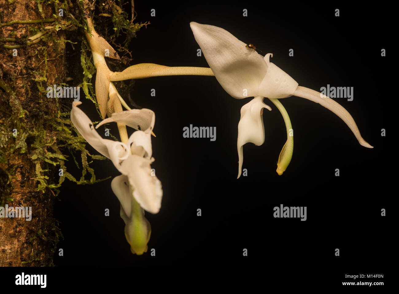 Ein Wild Orchid irgendeiner Art in den Amazonas Dschungel wächst. Stockfoto