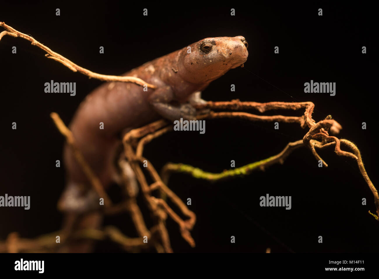 Ein Pilz Zunge salamander (Bolitoglossa altamazonica) auf einige Wurzeln aus einem Weinstock thront. Im Gegensatz zu den meisten Salamander diese oft klettern. Stockfoto