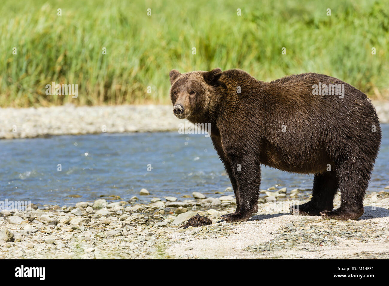 Ein großer brauner Bär Pausen zwischen Lachs entlang Geographische Creek an geographische Hafen im Katmai National Park in Alaska. Stockfoto