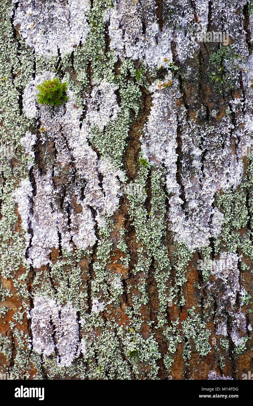 Flechten auf die Rinde eines Baumes Stockfoto