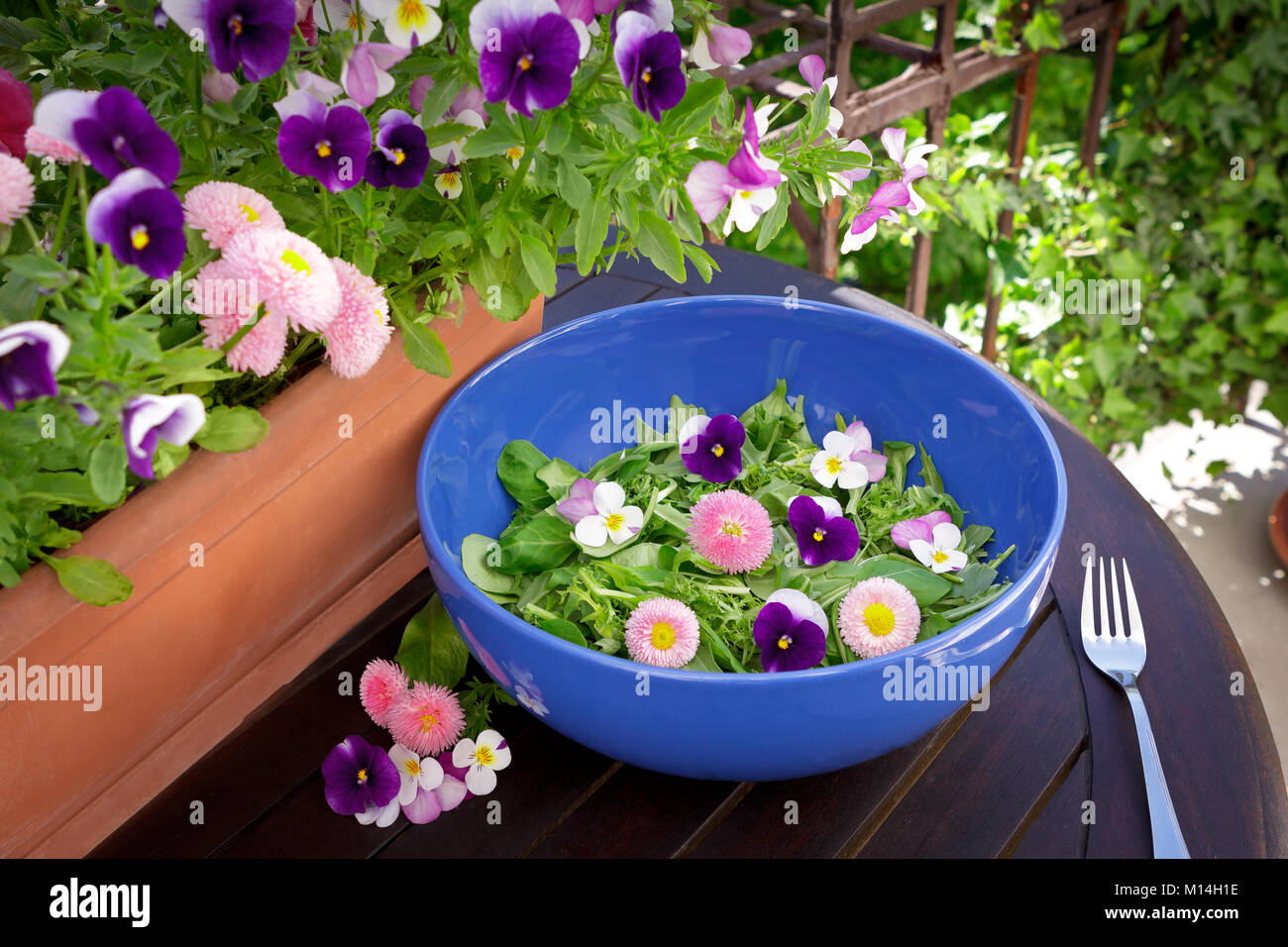 Blau salat Schüssel mit Gemischte grüne Salatblätter und genießbare Gänseblümchen und Stiefmütterchen Blumen auf einem dunklen Holztisch im Freien, Gänseblümchen und Stiefmütterchen Pflanzen in einem Topf in Stockfoto