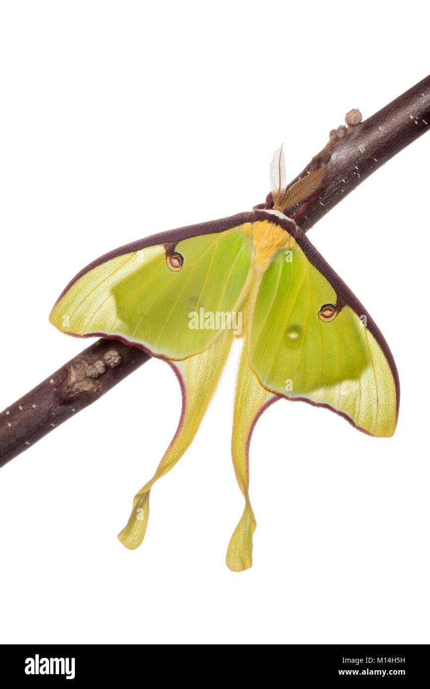 Männliche Luna Moth auf Black Walnut Zweig gegen den weißen Hintergrund. Stockfoto