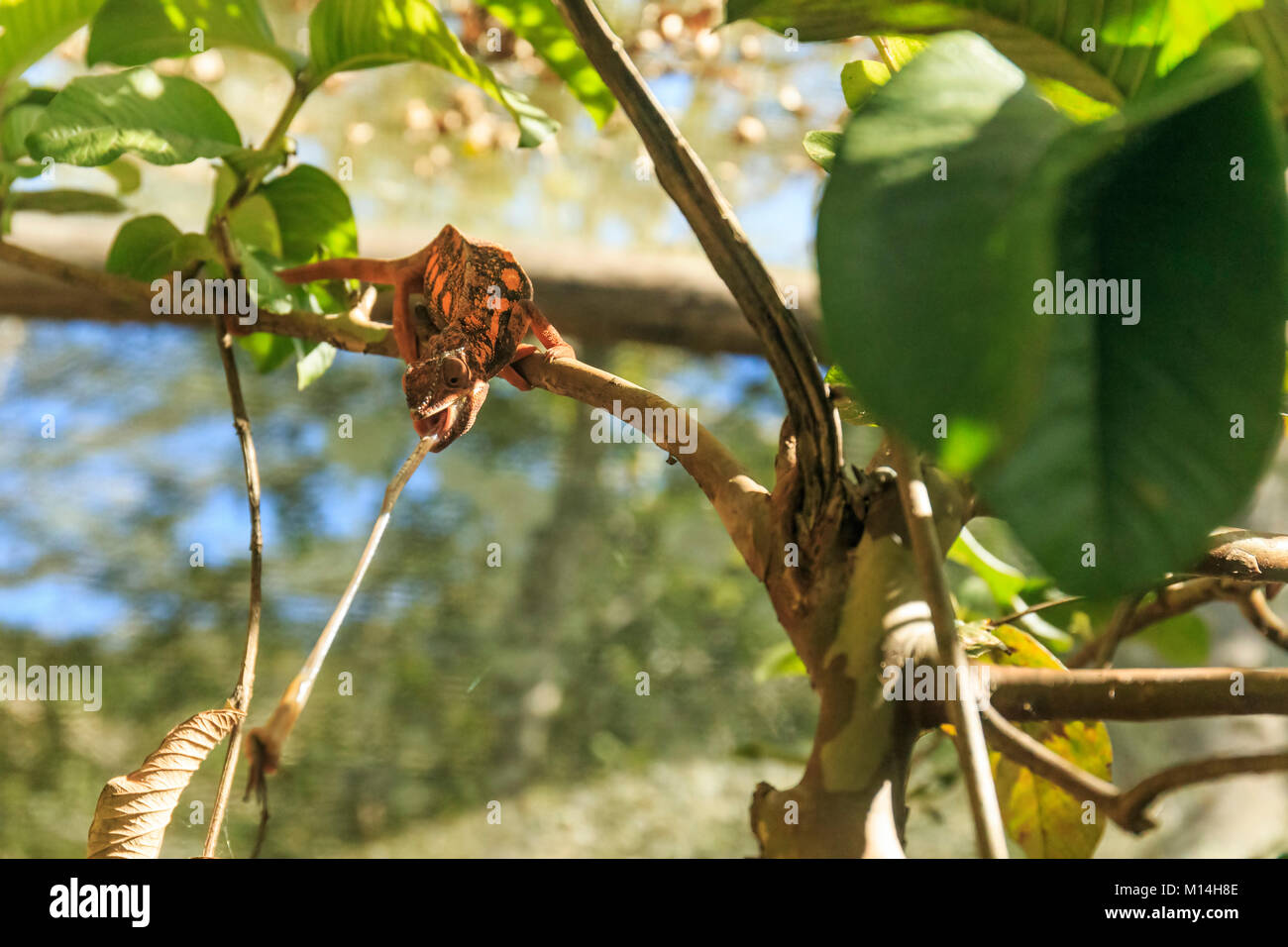 Chameleon auf Ast Frontkamera Heuschrecken fangen mit der Zunge Stockfoto