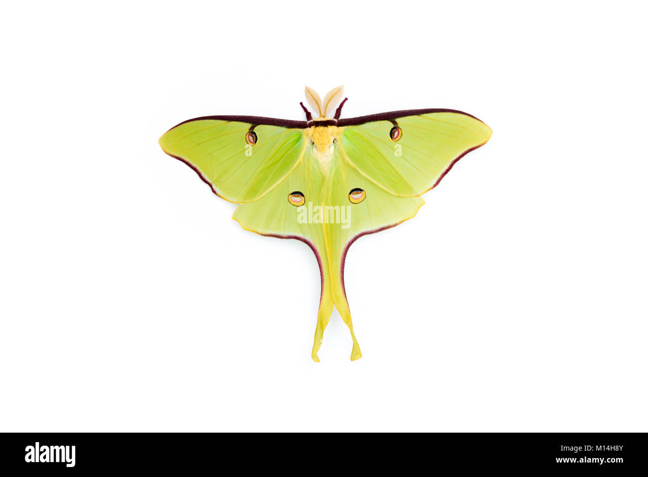 Männliche Luna Moth (Actias Luna) auf weißem Vinyl wall. Stockfoto