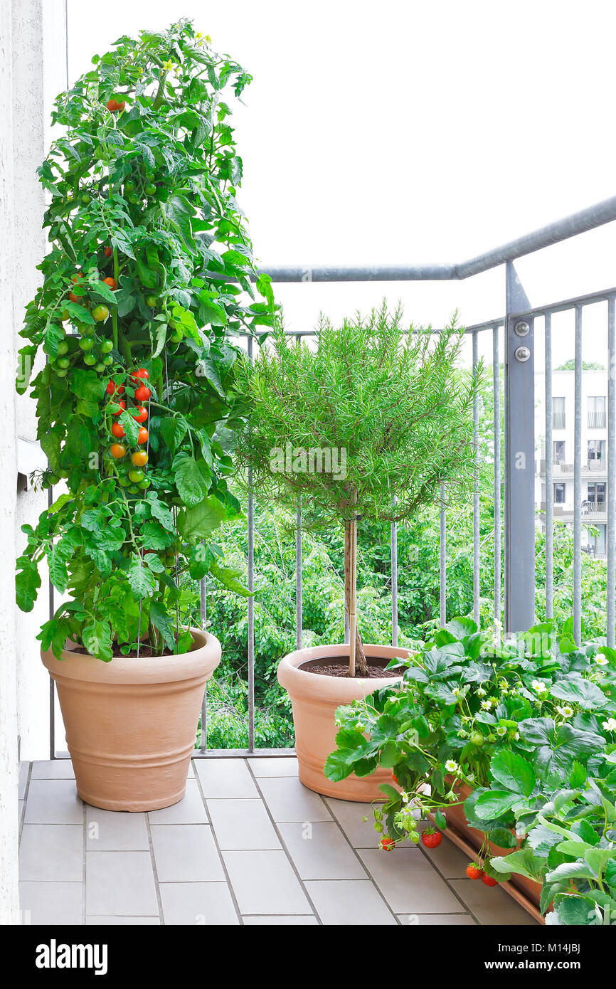 Terracotta Töpfen mit einer Tomate, einem Rosmarin Baum und Erdbeerpflanzen  mit reifen Tomaten und Erdbeeren, die auf einen Balkon, Urban Gardening  oder farmin Stockfotografie - Alamy