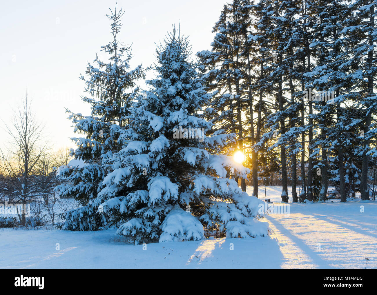 Sonne über Winterlandschaft. Stockfoto