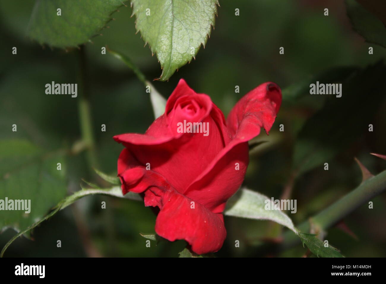 Schöne Bilder von Blumen und Grün um, in dem ich lebe. Die Natur ist voller Schönheit! Ich liebe diese Art von Bildern! Natur ist toll Stockfoto