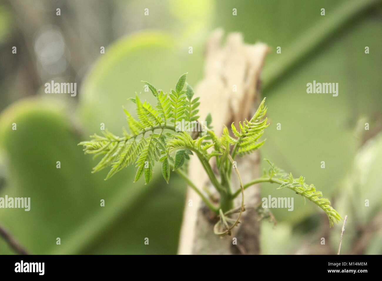 Schöne Bilder von Blumen und Grün um, in dem ich lebe. Die Natur ist voller Schönheit! Ich liebe diese Art von Bildern! Natur ist toll Stockfoto