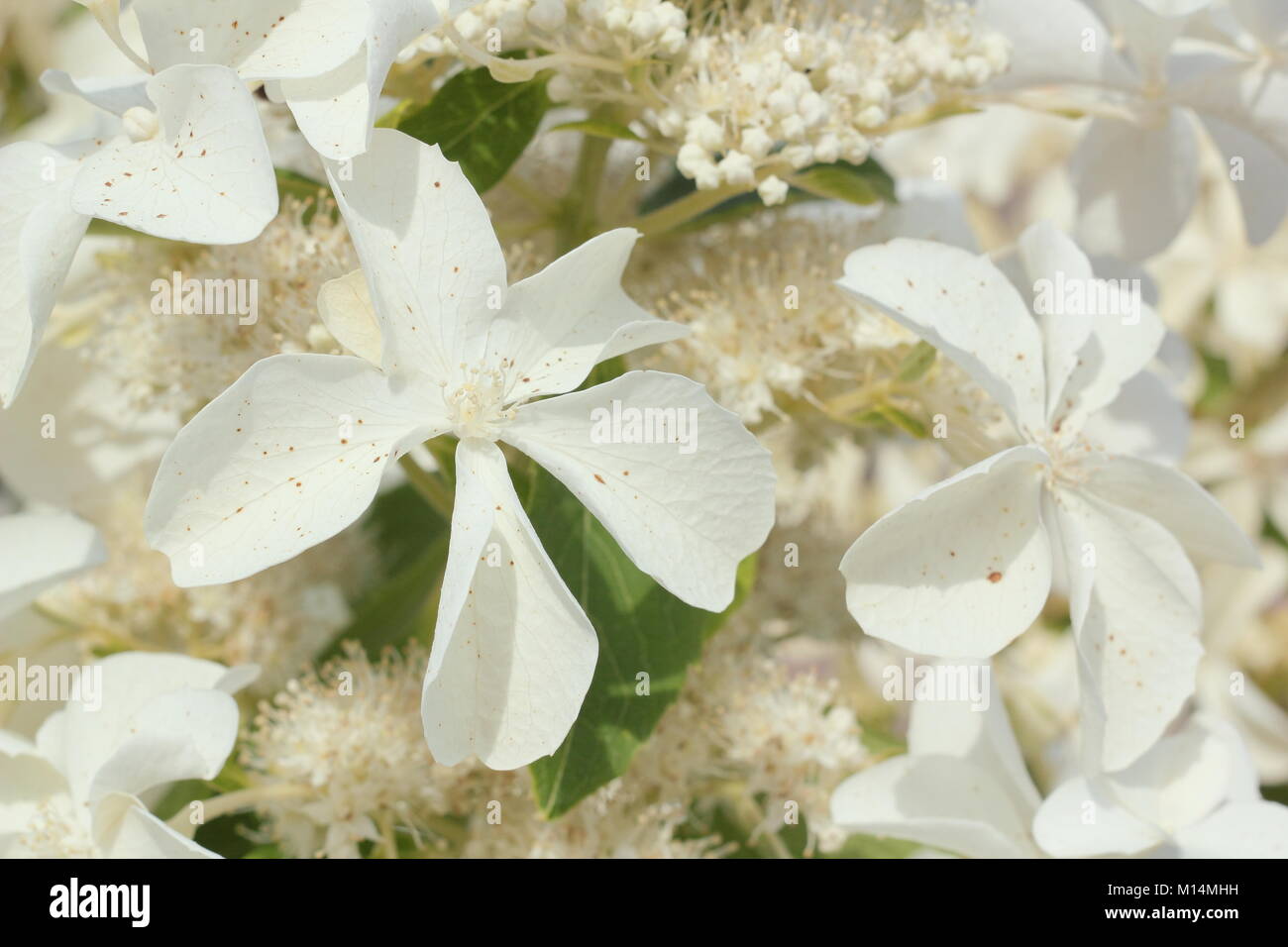 Hydrangea paniuclata "levana" (PBR), in voller Blüte in einem Englischen Garten Grenze im Sommer (August) UK, Stockfoto