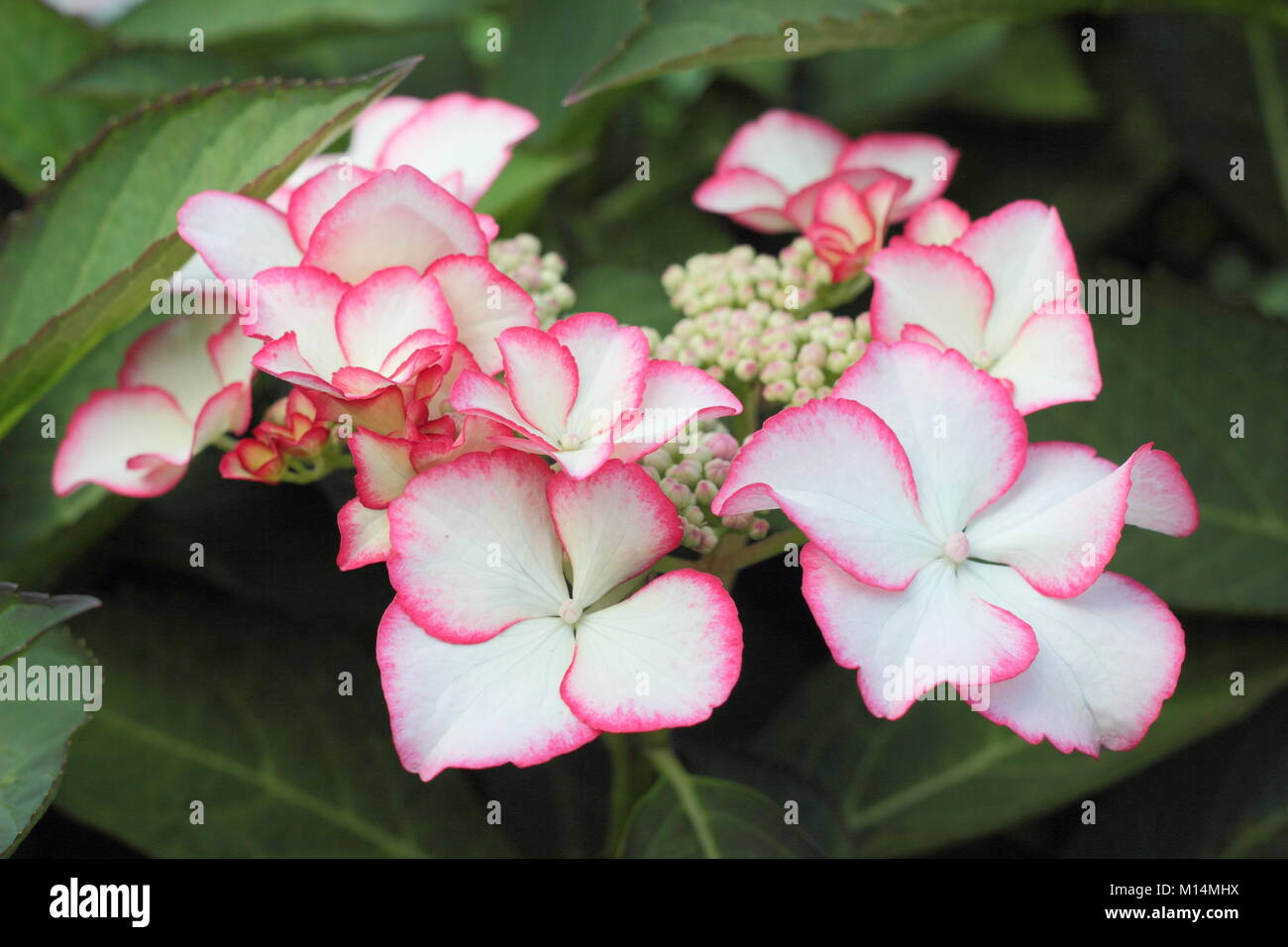Hydrangea macrophylla lacecap Hydrangea 'Liebe Dich Kiss' in Blume in einem Garten Grenze, UK. PBR Stockfoto