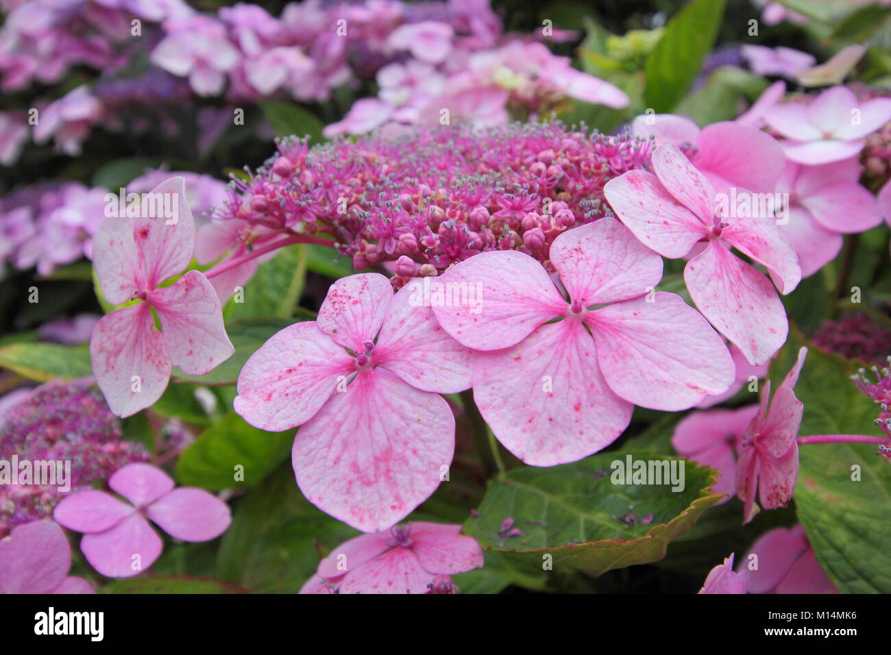 Die lila-rosa Blüten von Hydrangea macrophylla 'Mariesii Perfecta', auch genannt "Blue Wave, die Empfindlichkeit der hydrangea Färbung zu Boden-pH-Wert Stockfoto
