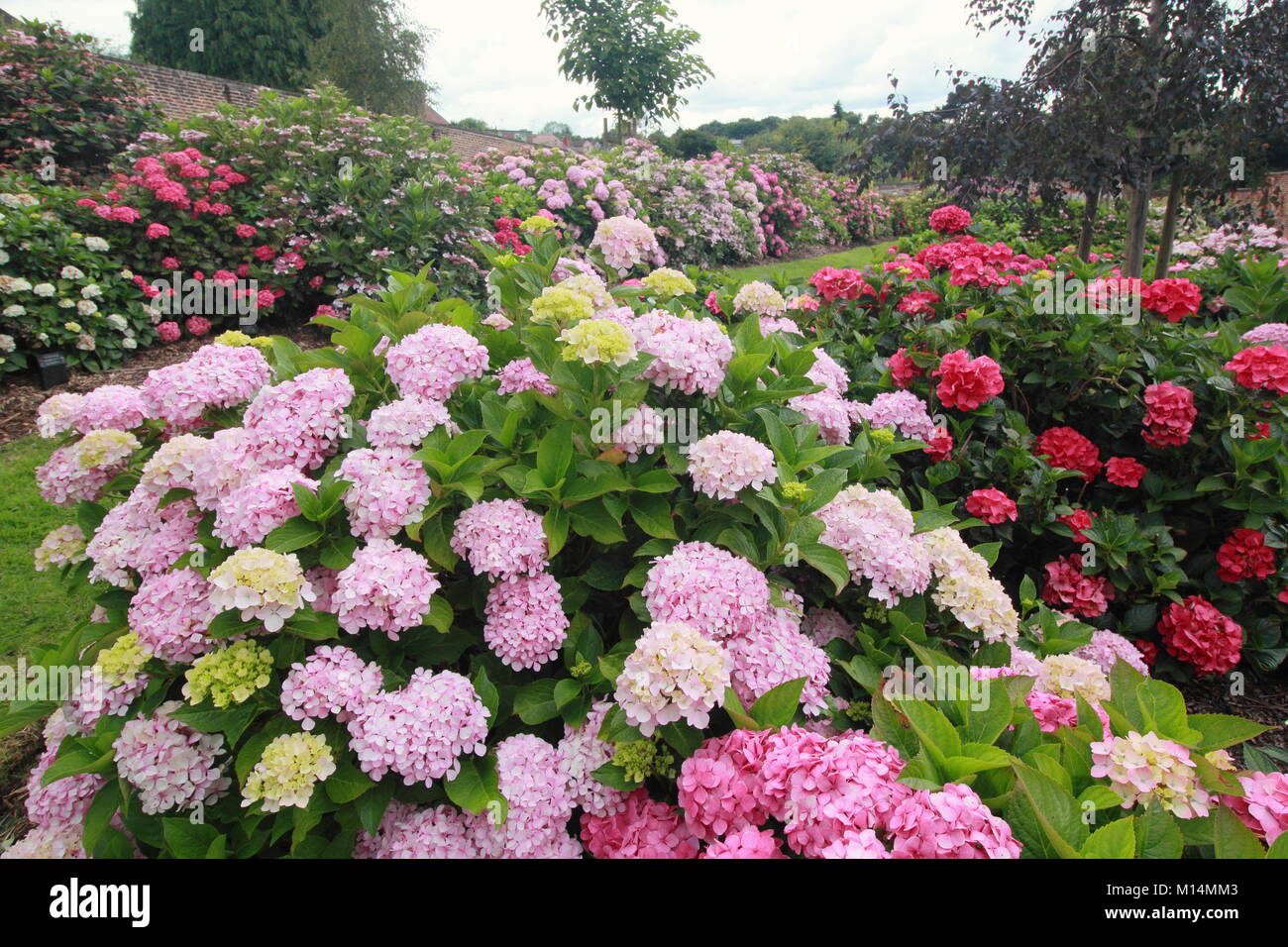 Nationale hortensie Sammlung an Darley Park, Derby, England, UK-Sommer (vorne links: Hydrangea 'Intermezzo') Stockfoto