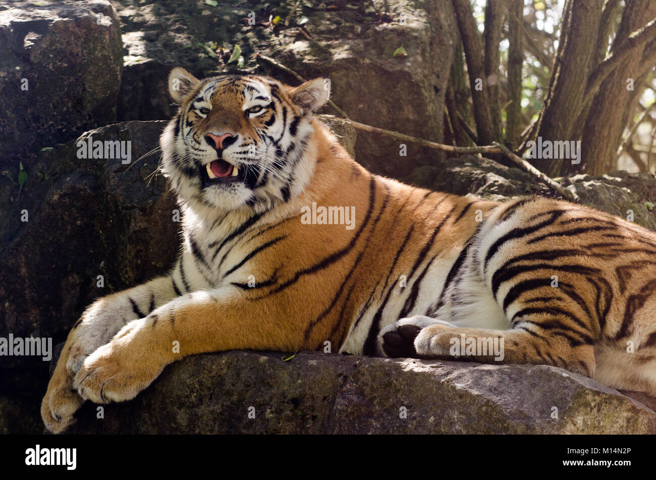 Ein Amur tiger Herumstreichen im Unterholz Stockfoto