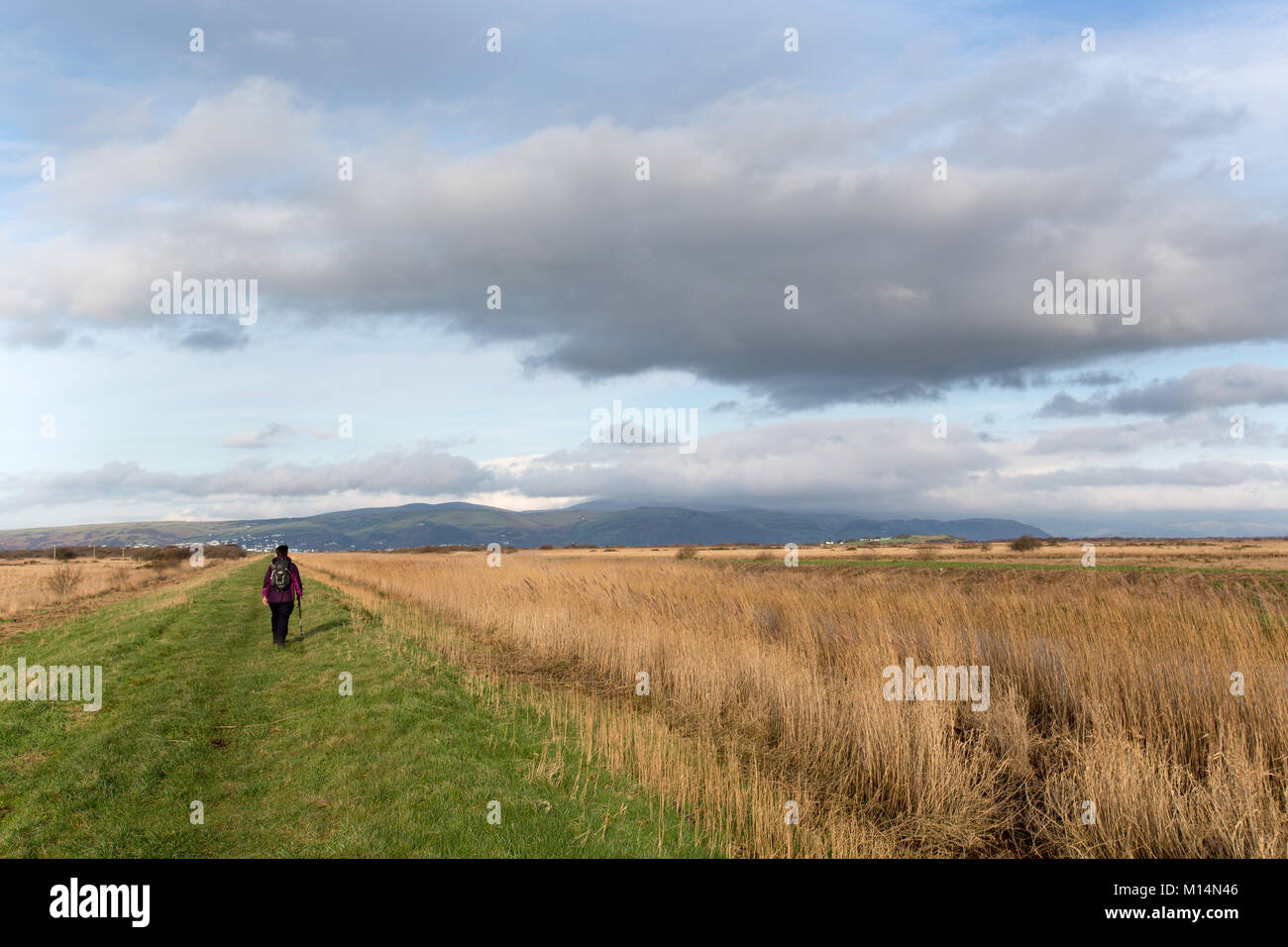 Die Ceredigion Coast Path. Malerische Aussicht auf eine Dame Walker auf der Ceredigion Coast Path im River Leri, in der Nähe der Borth. Stockfoto