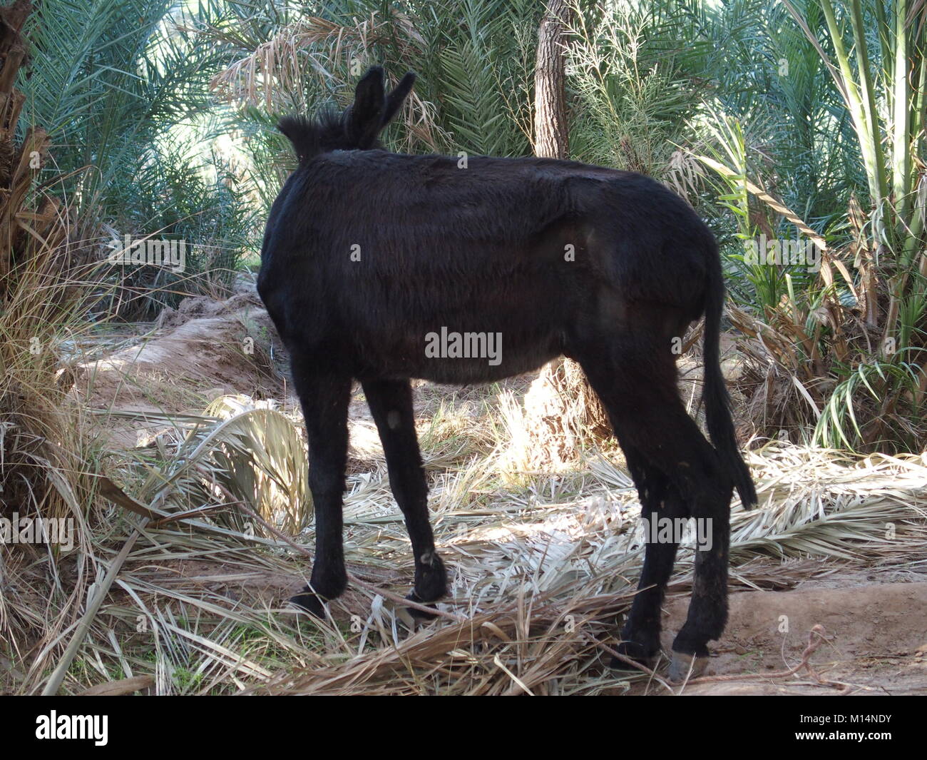 Cute allein schwarz Donkey wartet zwischen Palmen in arabischen Oase in Marokko am 2017 warmen sonnigen Wintertag, Afrika im Februar. Stockfoto