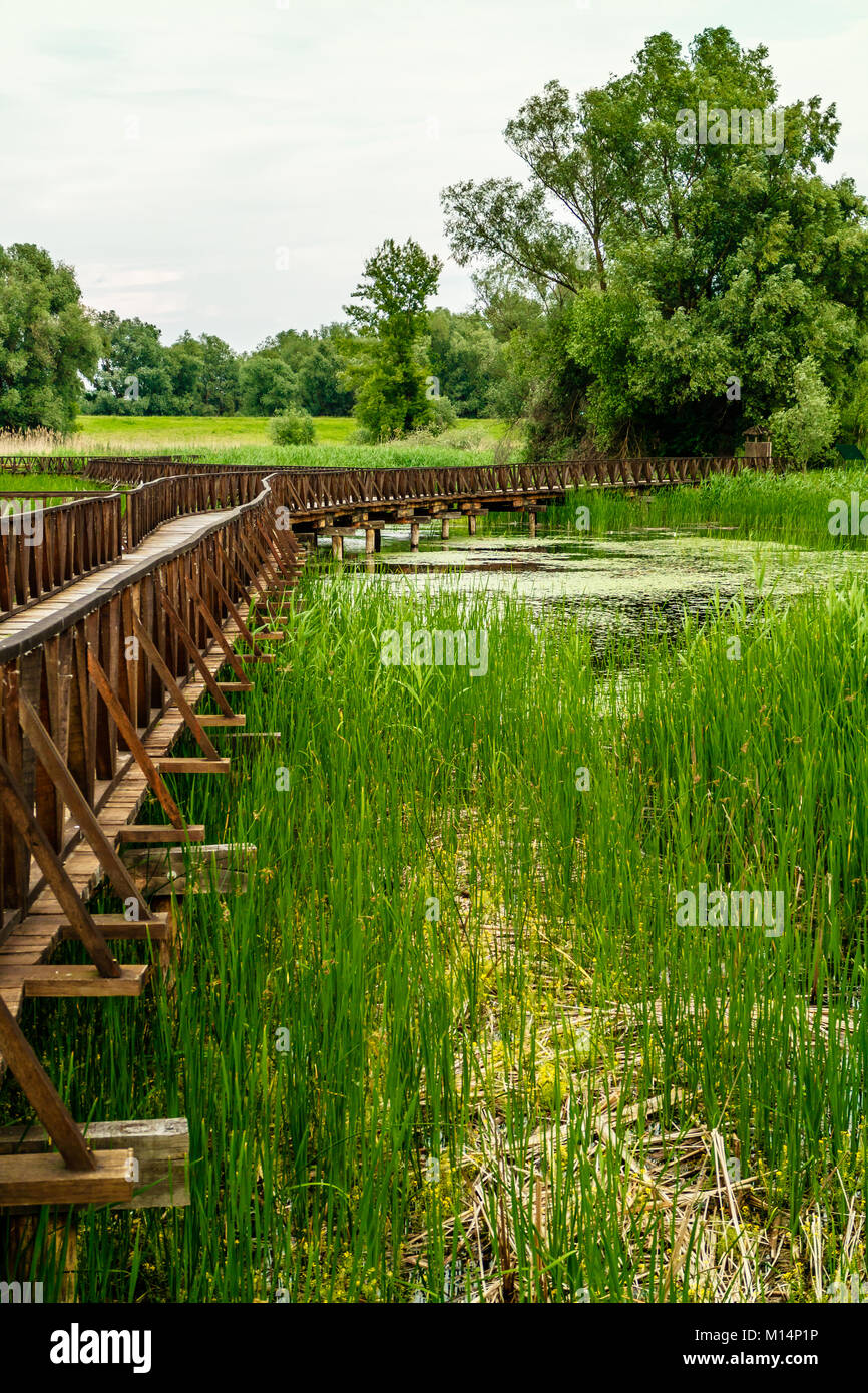 Boardwalk Holzsteg über die Kopacki Rit Feuchtgebiete, östliche Landesinnere Kroatiens, in der Nähe von Osijek. Mai 2017. Stockfoto