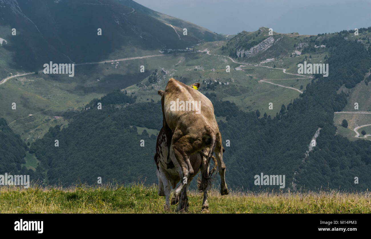 Kühe in Monte Baldo, Italien Stockfoto