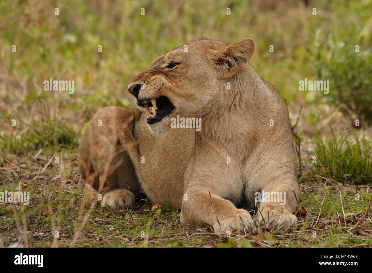 Löwin Botswana Chobe Stockfoto