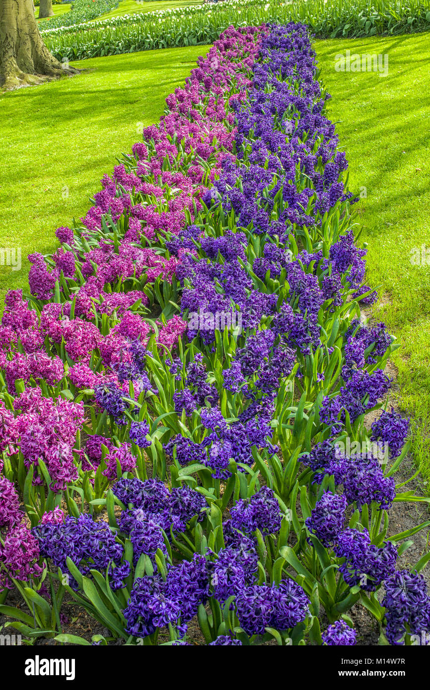 Wunderbare Hyazinthen in lila und rosa Stockfoto