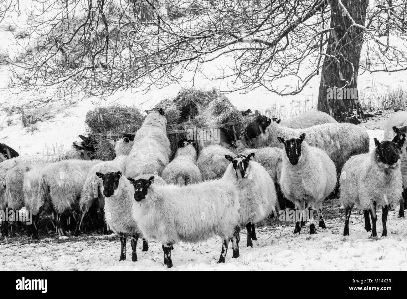 Schafe füttern im Winter Schnee auf einem Bauernhof in der Nähe von Church Stretton, Shropshire, England, Großbritannien Stockfoto