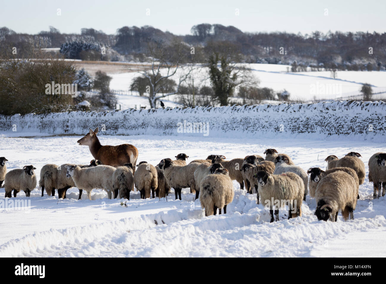 Weiße Schafe und Rehe im Schnee Feld, Broadway, die Cotswolds, Worcestershire, England, Vereinigtes Königreich, Europa Stockfoto