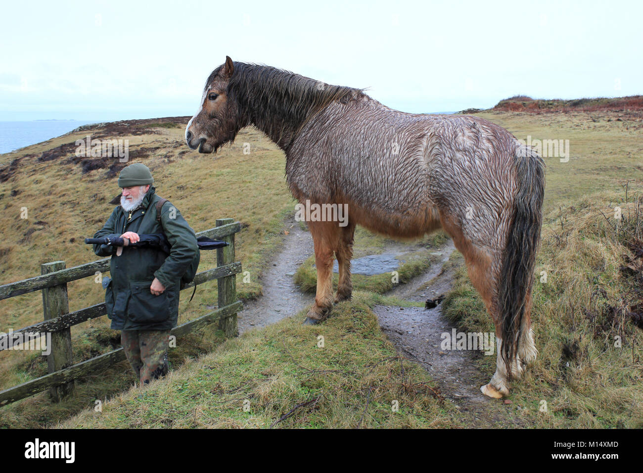 Winter Walker mit Welsh Pony am Wellenbrecher Country Park, Anglesey Stockfoto
