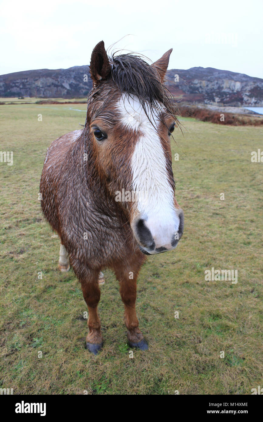 Verwahrloster Welsh Mountain Pony am Wellenbrecher Country Park, Holyhead, Anglesey Stockfoto