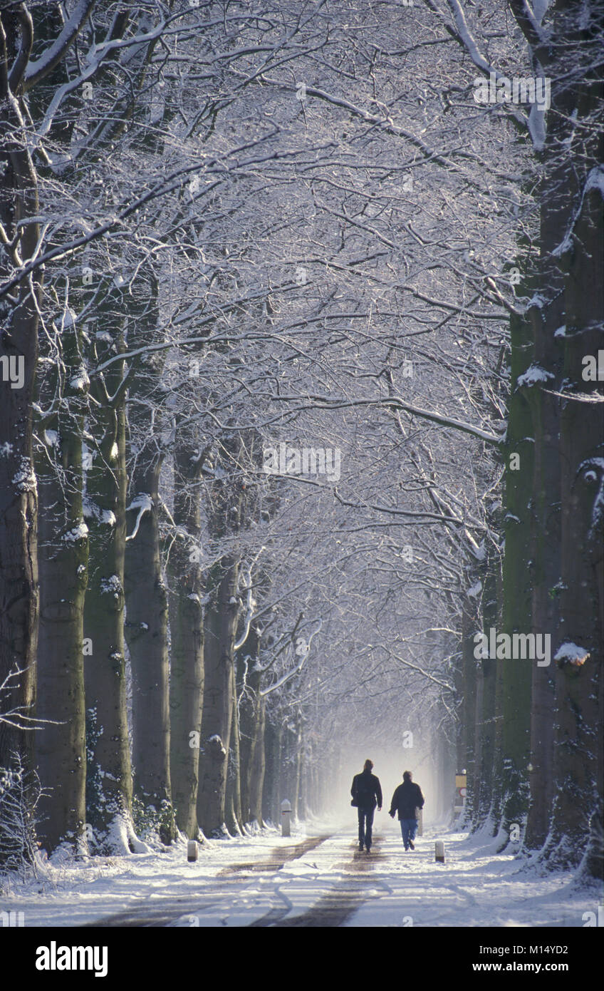 Die Niederlande. 'S-graveland. Winter. Schnee. Ländliche Immobilien Spanderswoud. Wanderer in Buche Lane. Stockfoto