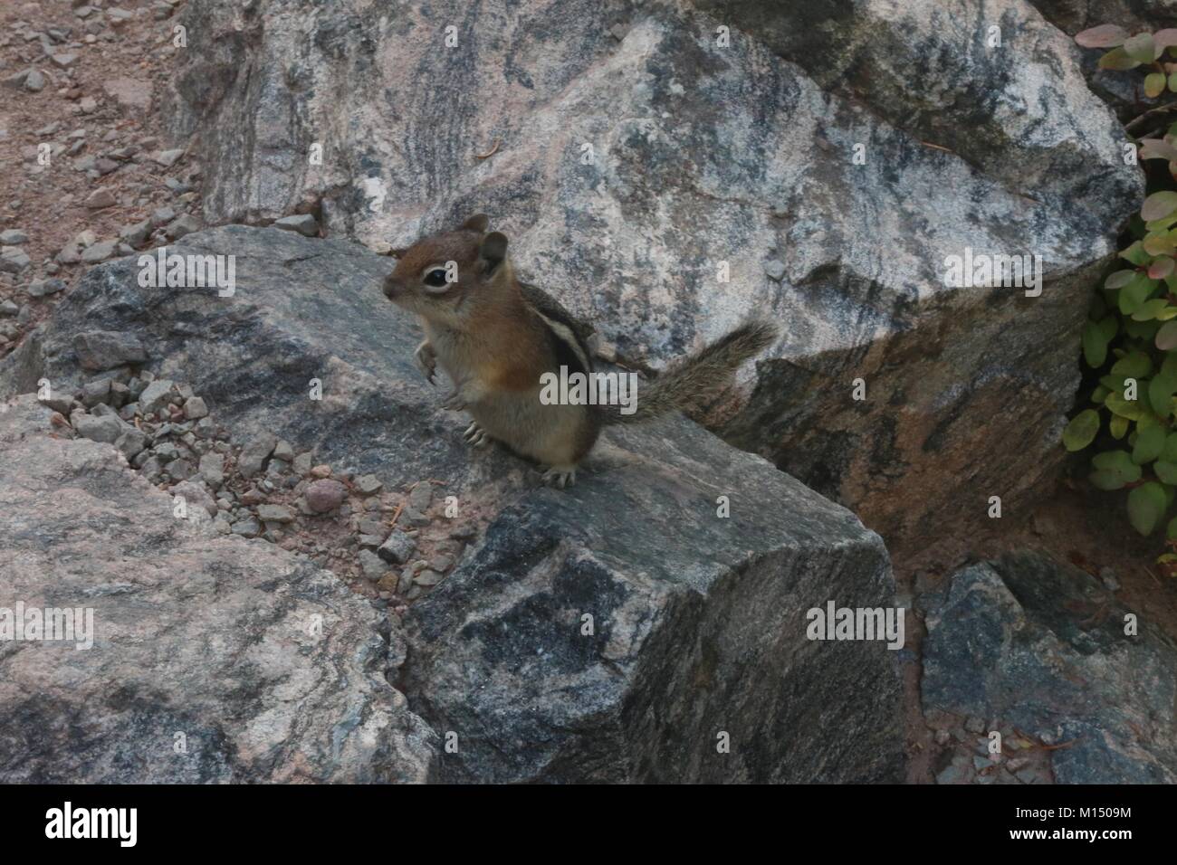 Streifenhörnchen auf Felsen Stockfoto