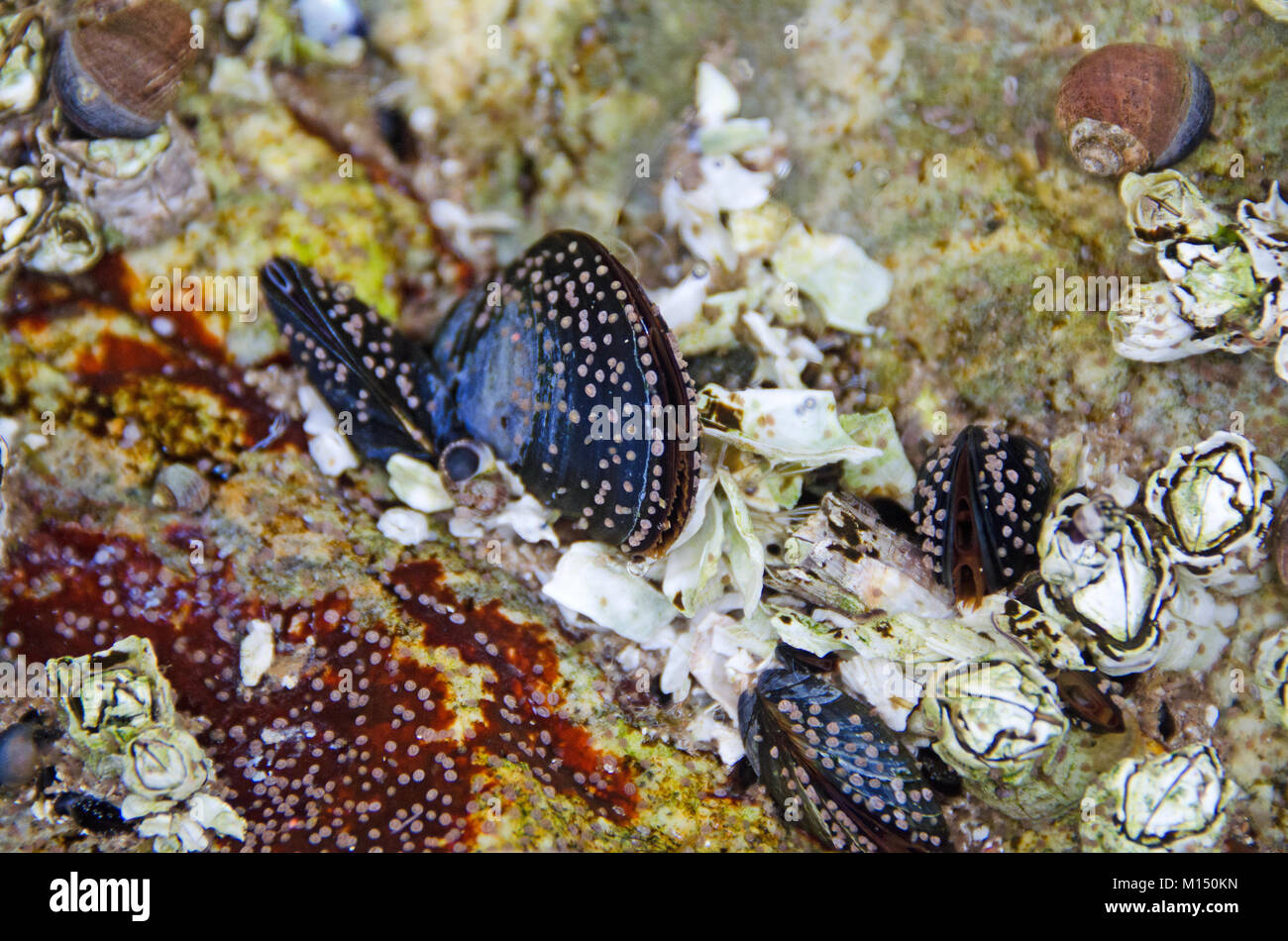 Cyprids (Larvenstadium der barnacle Lebenszyklus) Einstellung auf Miesmuscheln (Mytilus edulis) in einer tide pool auf großen Kopf, Acadia National Park, Maine Stockfoto