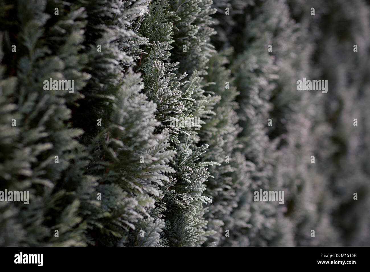 Leylandii absicherung Stockfotos und bilder Kaufen Alamy