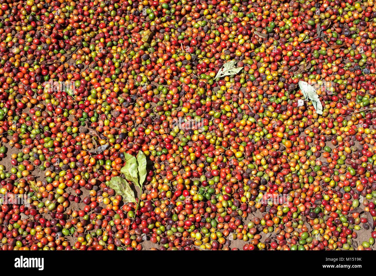 Äthiopien, untere Omo Valley UNESCO Weltkulturerbe, Konso Stammes, Kaffee Stockfoto